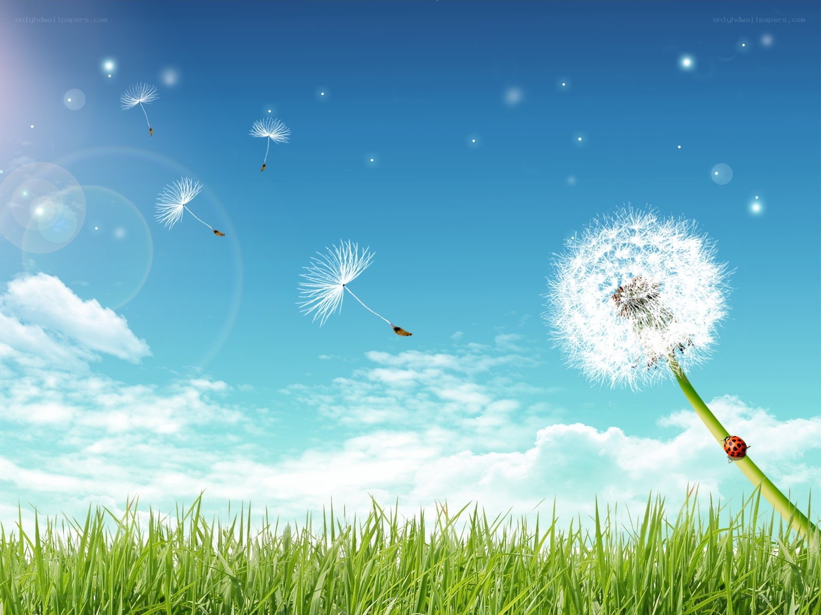 Dandelion seeds in the wind