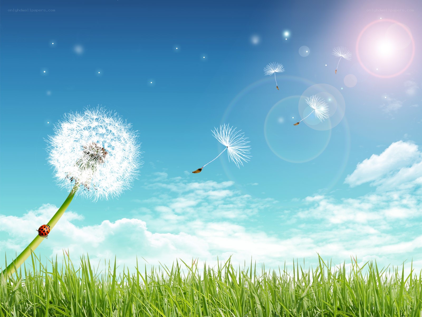 Dandelion seeds in the wind