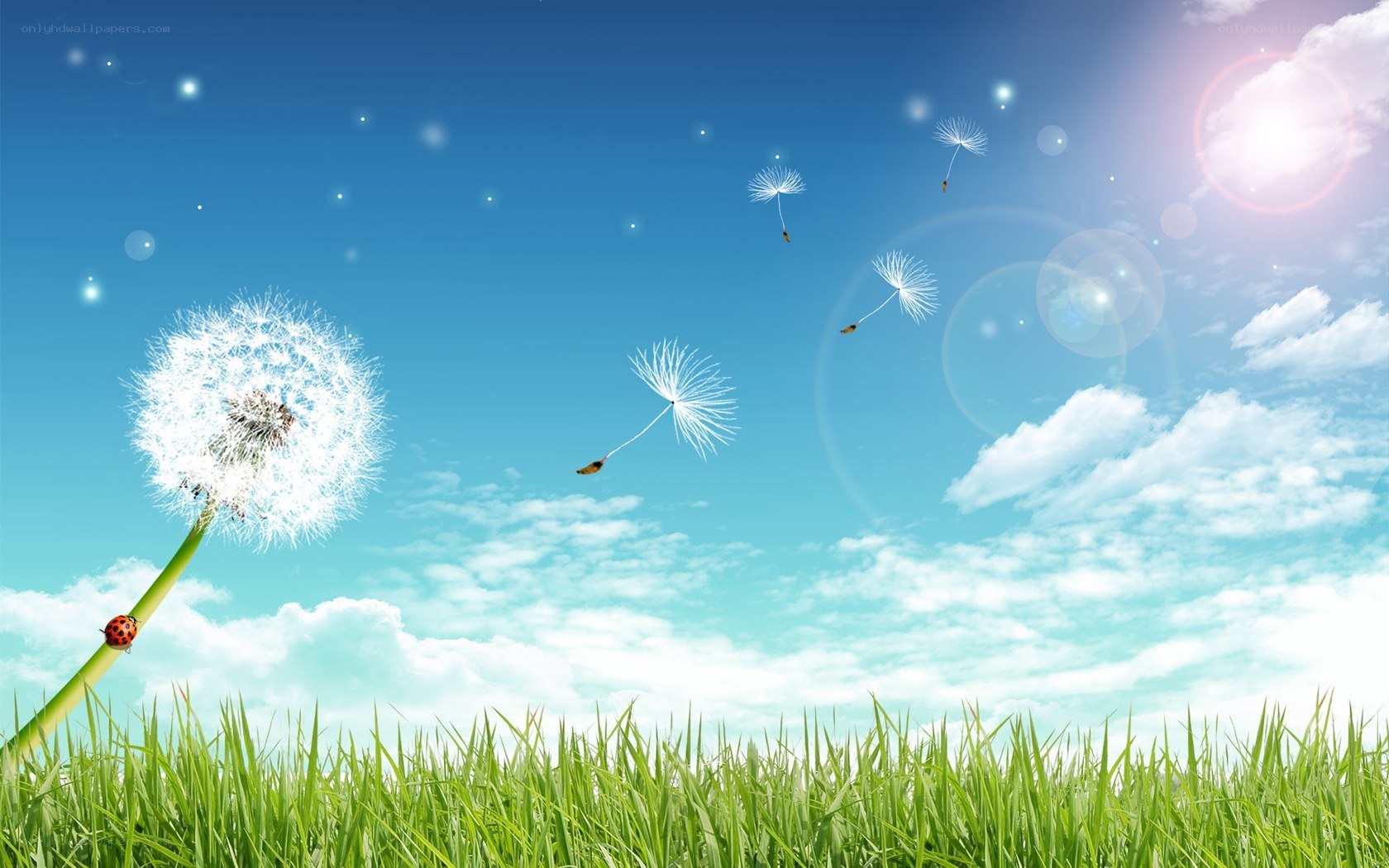 Dandelion seeds in the wind