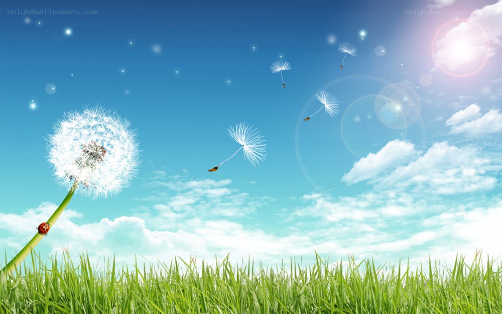 Dandelion seeds in the wind
