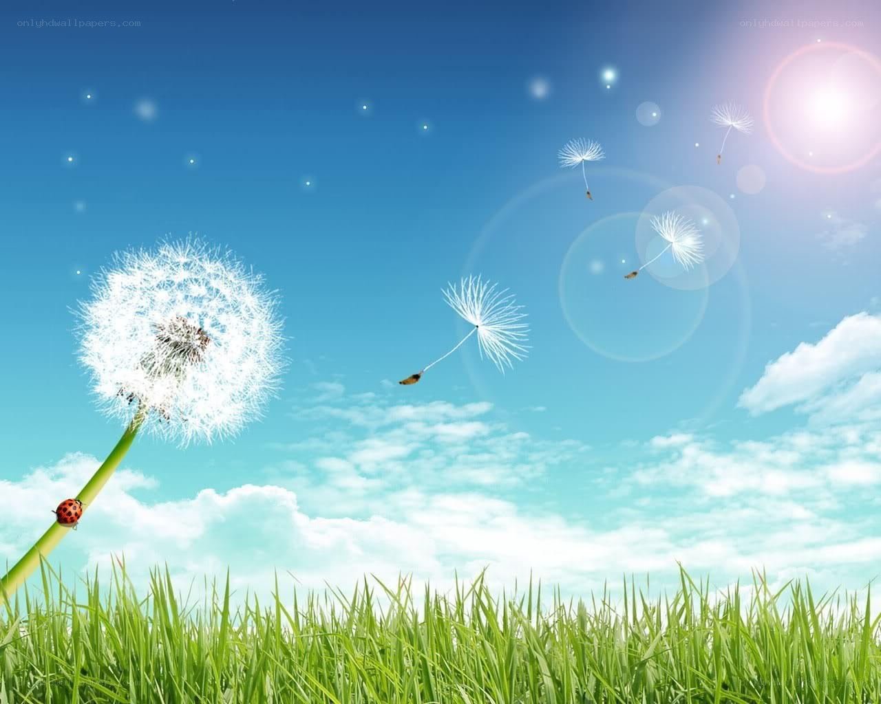 Dandelion seeds in the wind