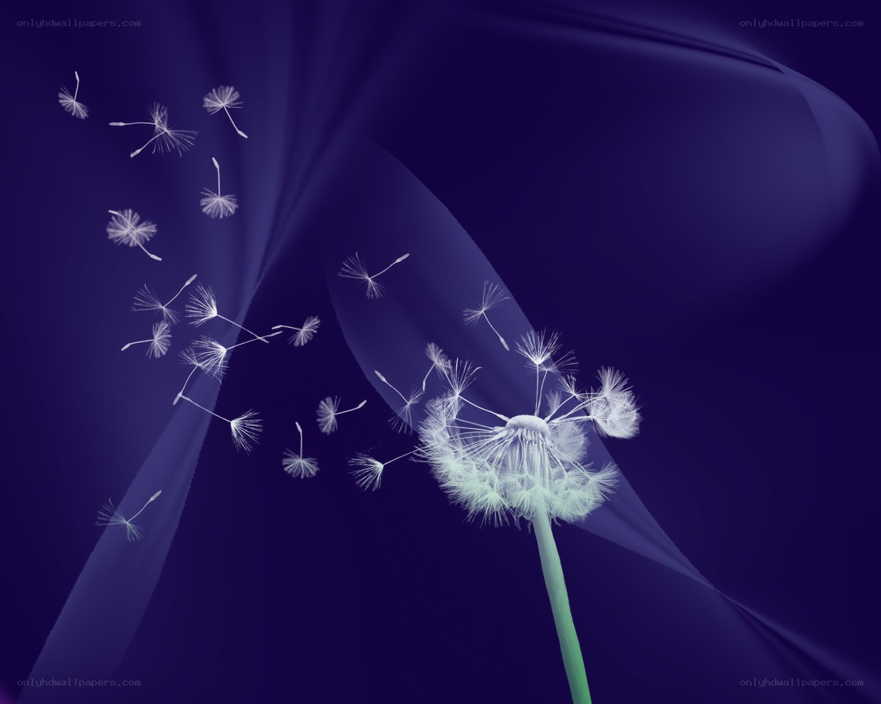 Dandelion seeds in the wind