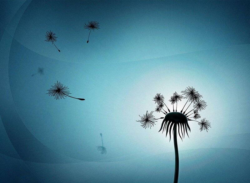Dandelion seeds in the wind