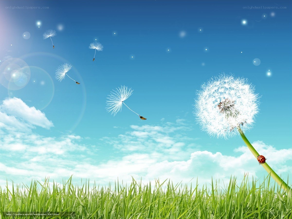 Dandelion seeds in the wind