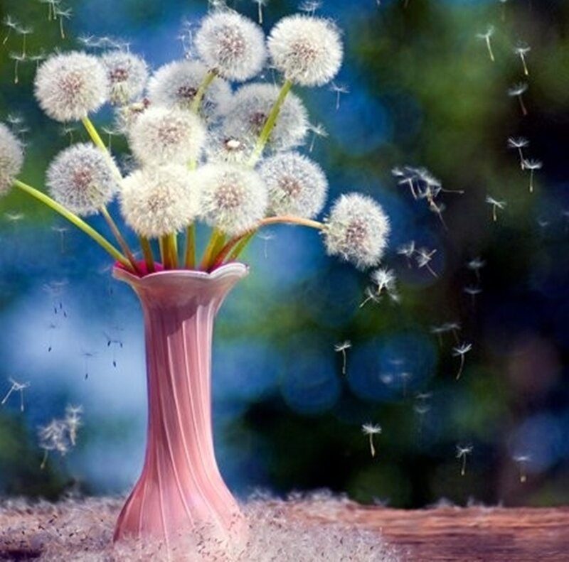 Dandelion Seeds in Vase