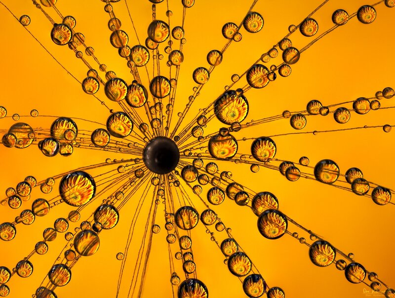 Dandelion Seeds in Water