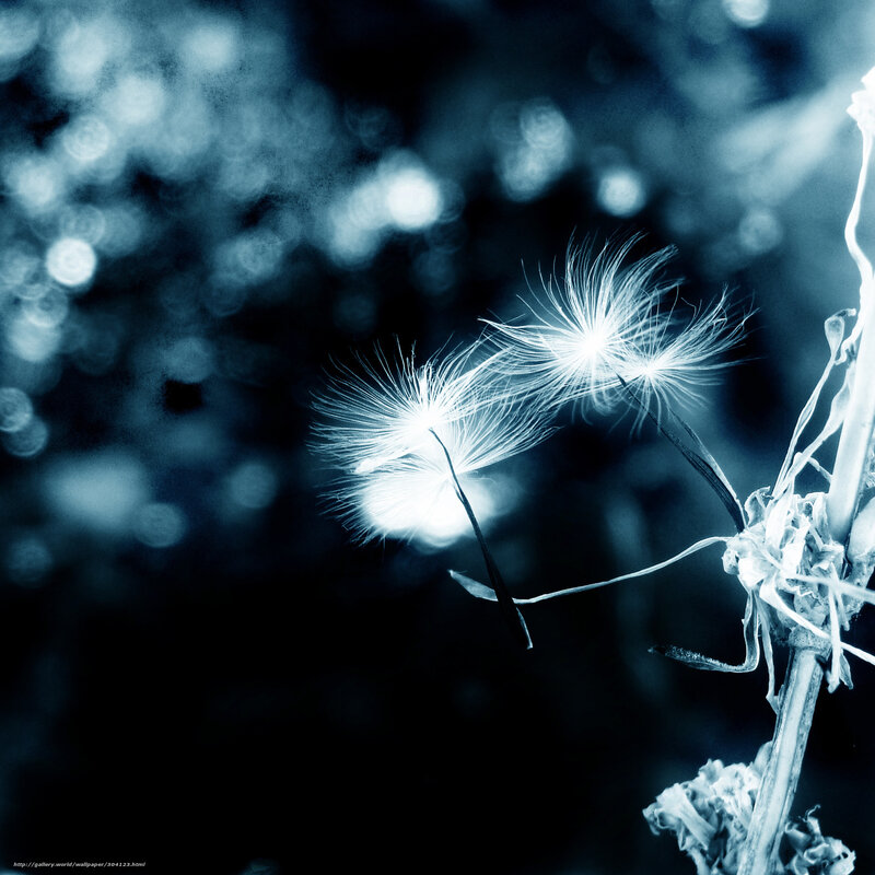 Dandelion Seeds in Wind — Blue, Serene