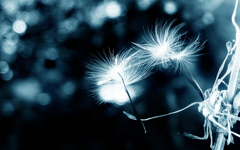Dandelion Seeds in Wind — Blue