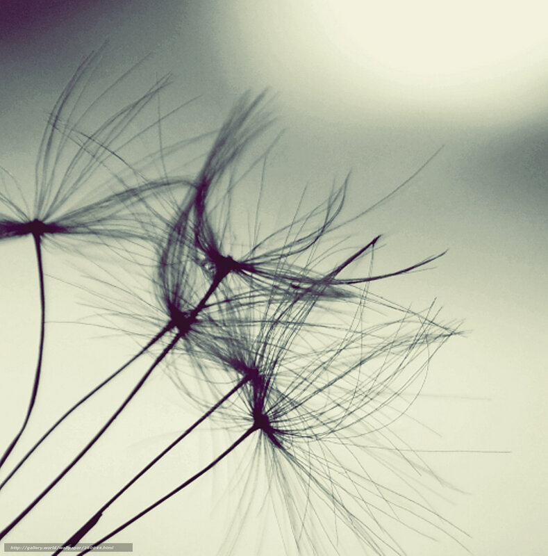 Dandelion Seeds in Wind — Gray