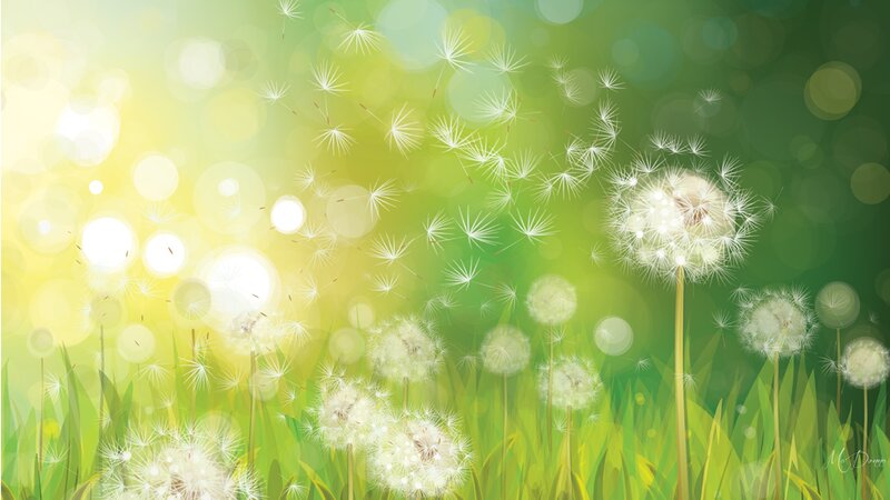 Dandelion Seeds in Wind — Green, Serene
