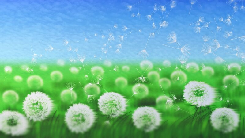 Dandelion Seeds in Wind — Green