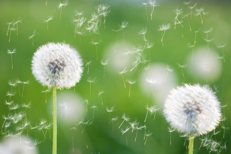 Dandelion Seeds in Wind — White