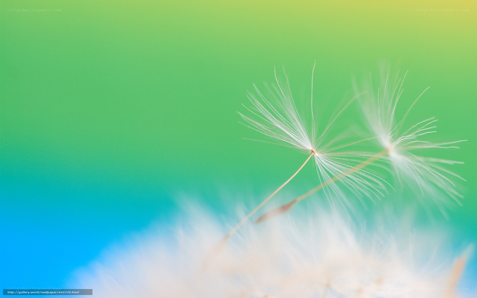 Dandelion seeds on a colorful background