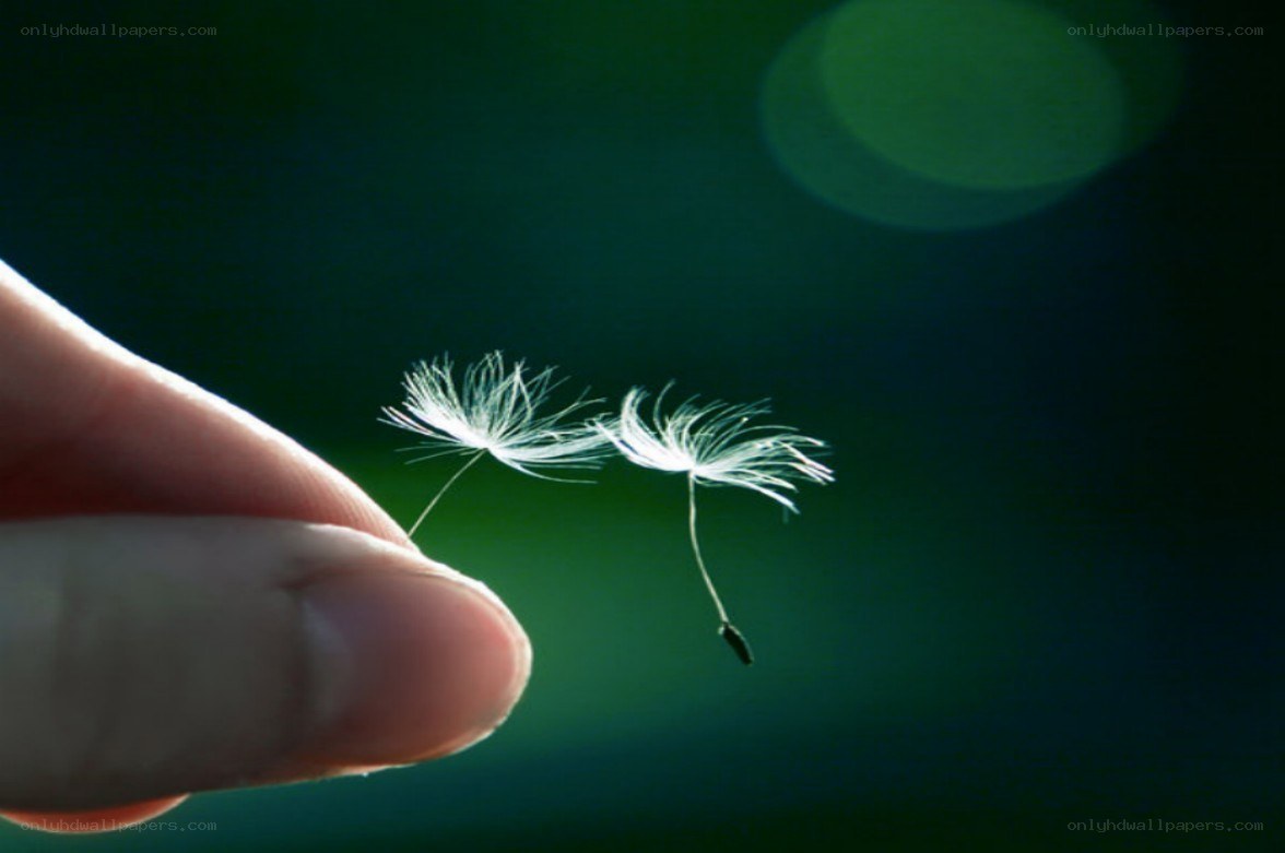 dandelion seeds on a finger