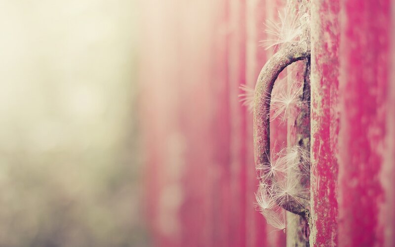 dandelion seeds on a rusty hook