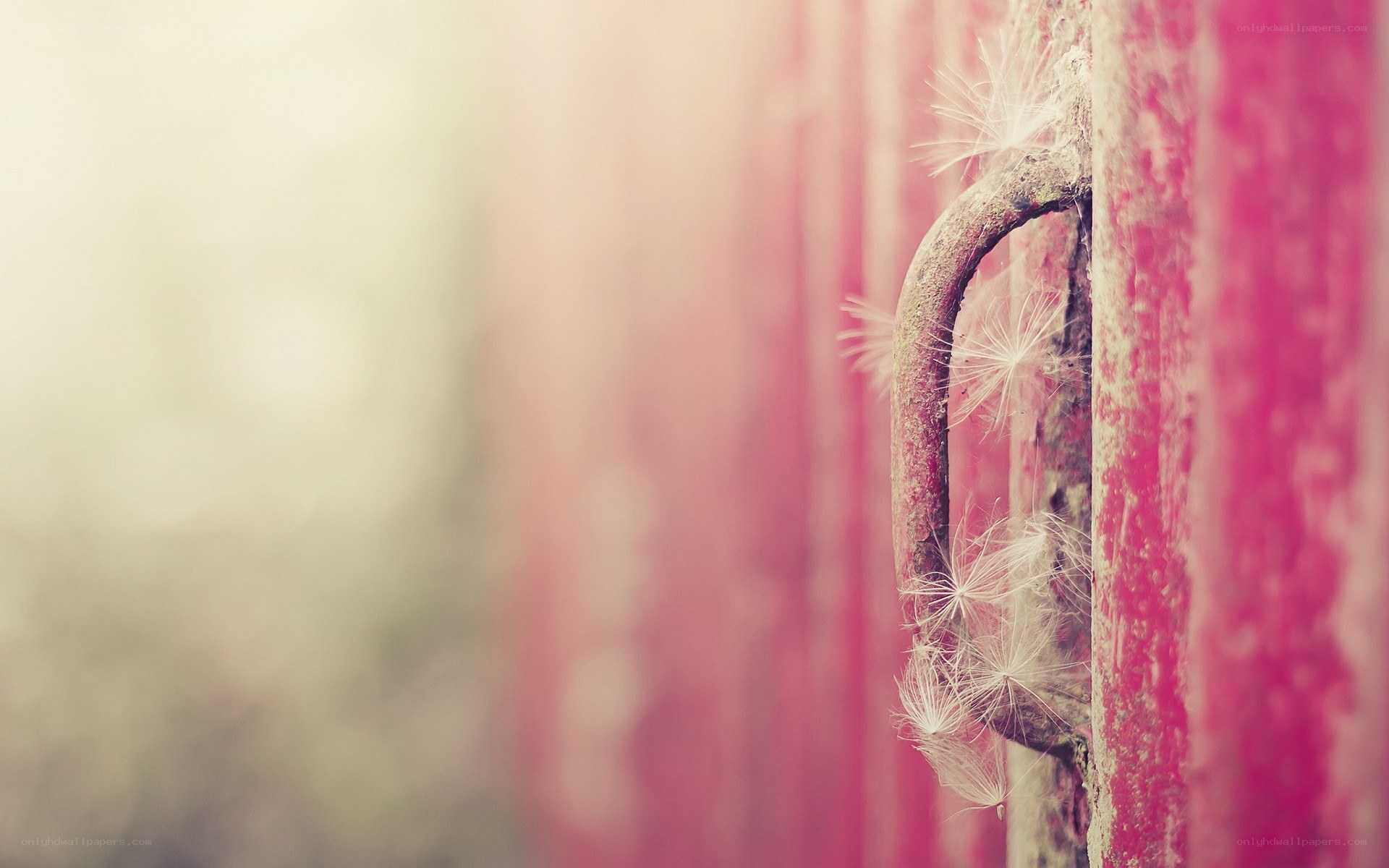 dandelion seeds on a rusty hook