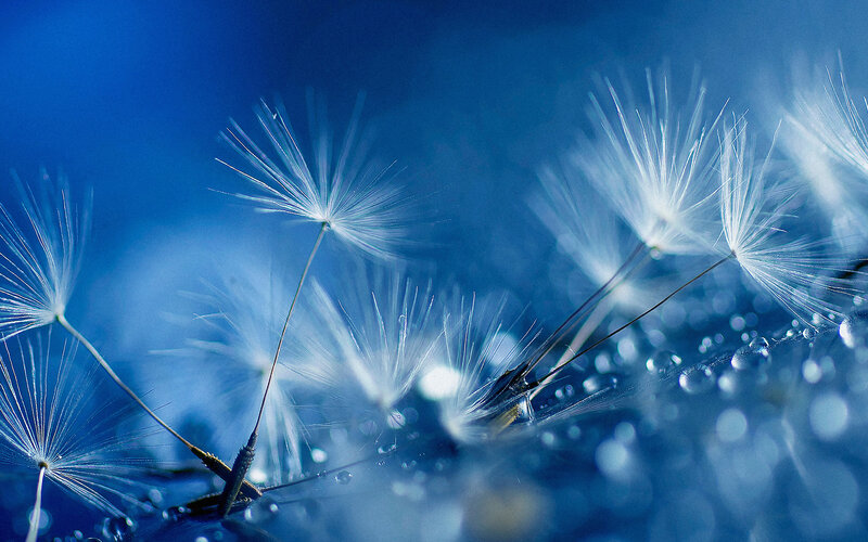 Dandelion Seeds on Blue