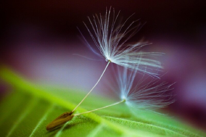 Dandelion Seeds on Leaf