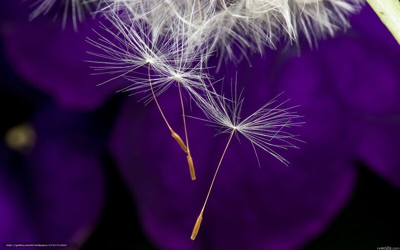 Dandelion seeds on purple