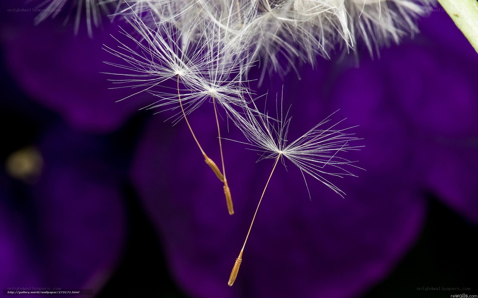Dandelion seeds on purple