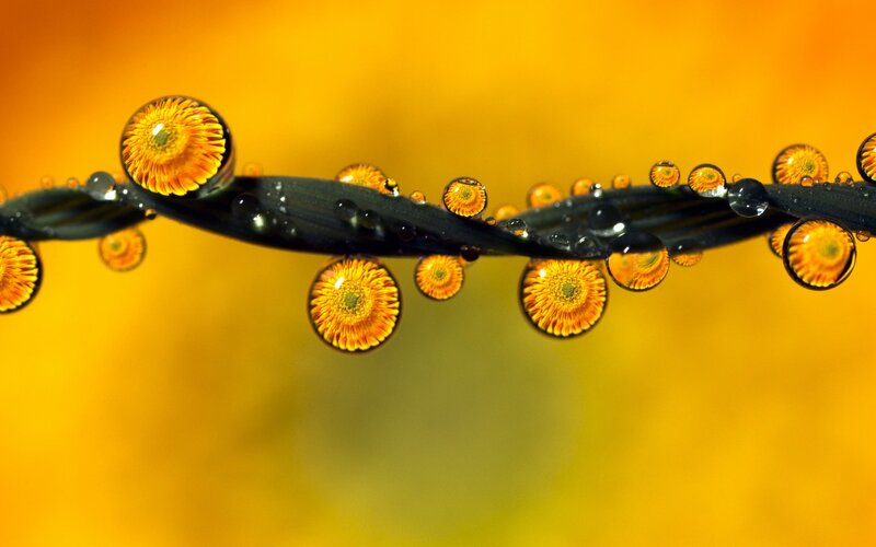 Dandelion Seeds on Stem