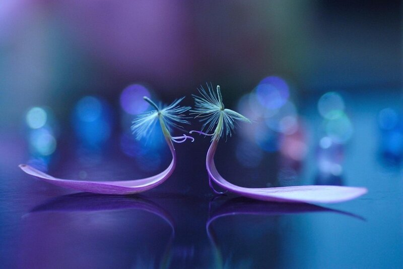 Dandelion Seeds on Surface