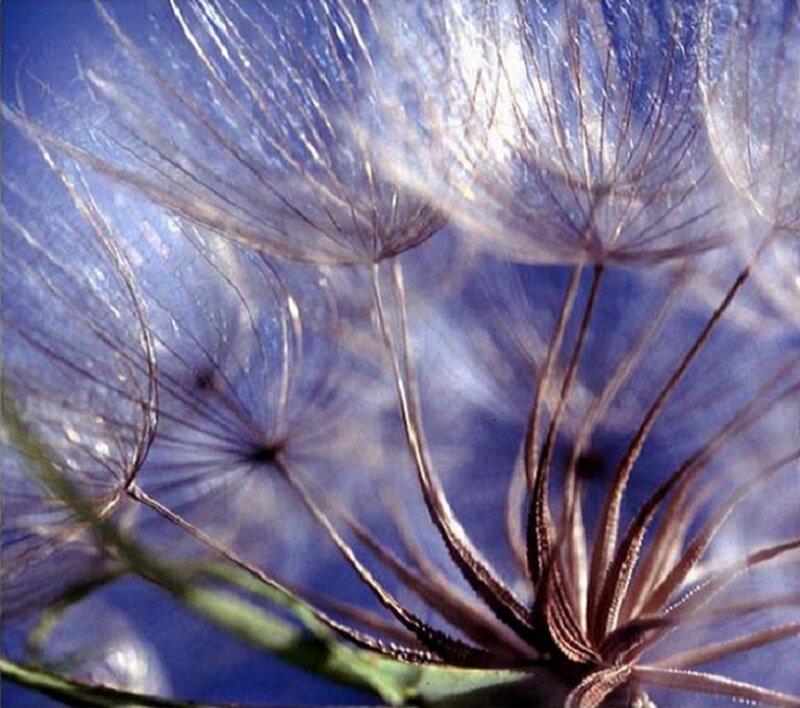 Dandelion Seeds