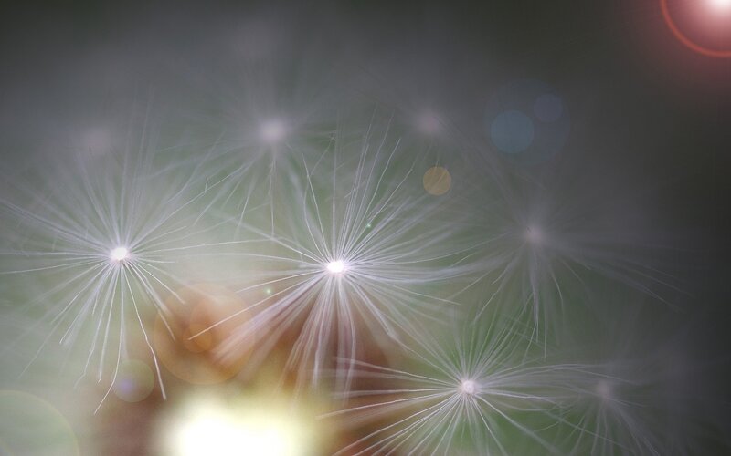 Dandelion Seeds — White, Serene