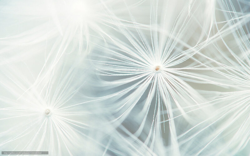 Dandelion Seeds — White