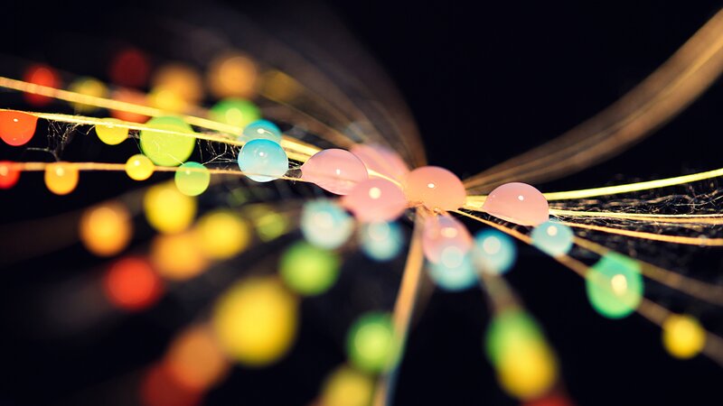 Dandelion Seeds with Dew — Black