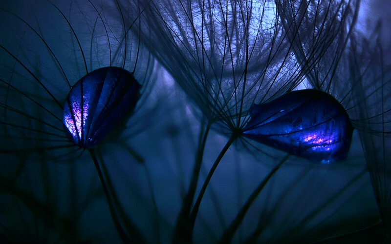 Dandelion Seeds with Dew — Blue, Mysterious