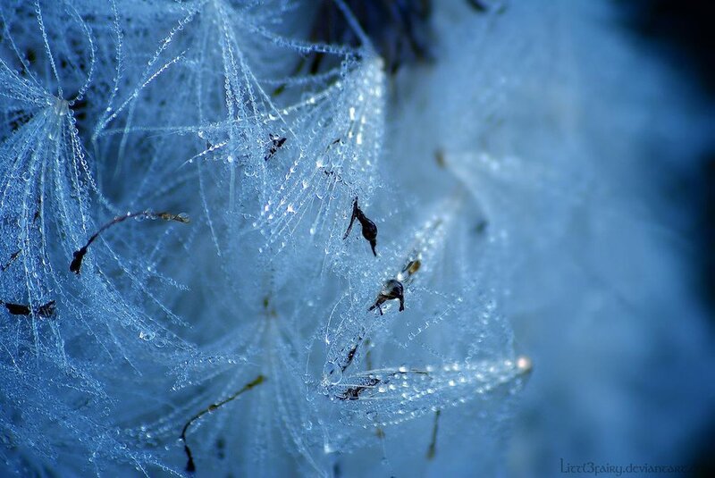 Dandelion Seeds with Dew — Blue, Serene, Morning