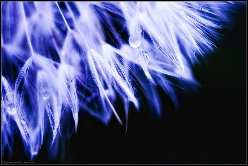 Dandelion Seeds with Dew — Blue, Serene, Night