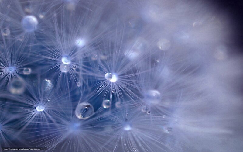 Dandelion Seeds with Dew — Blue, Serene, Photograph, Dew Drops, Macro