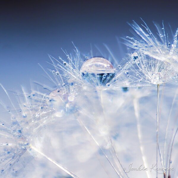Dandelion Seeds with Dew — Blue, Serene, Photograph, Dew Drops, Seed Heads
