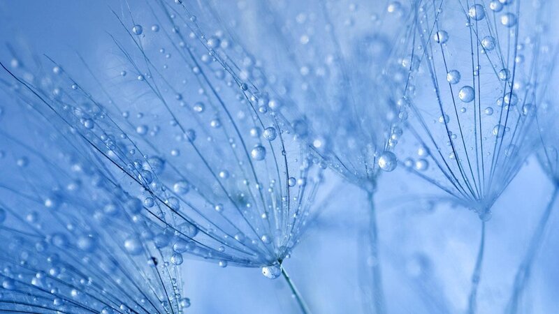 Dandelion Seeds with Dew — Blue, Serene, Photograph, Dew Drops, Stem