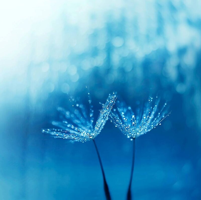 Dandelion Seeds with Dew — Blue, Serene, Photograph, Dew Drops, Stems