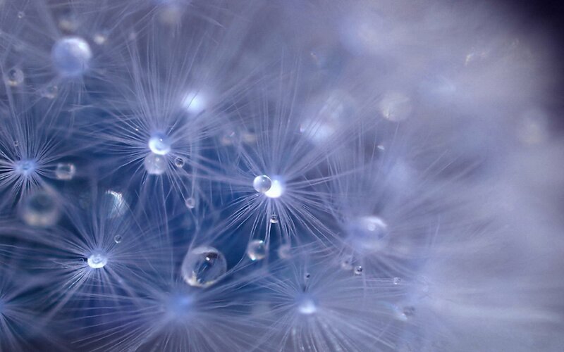 Dandelion Seeds with Dew — Blue, Serene, Photograph, Dew Drops