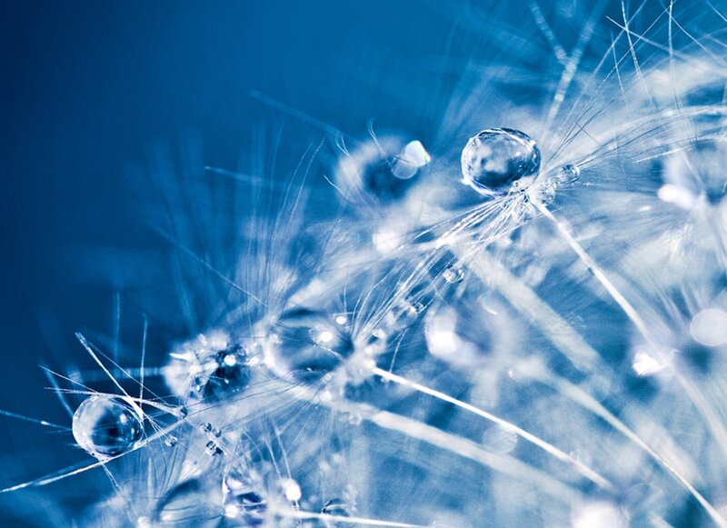 Dandelion Seeds with Dew — Blue, Serene, Photograph