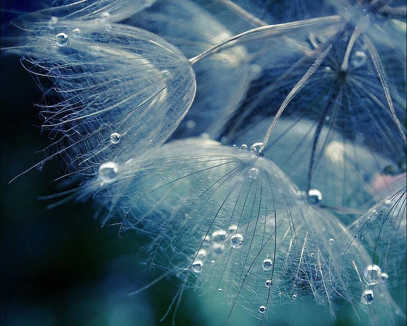 Dandelion Seeds with Dew — Blue, Serene