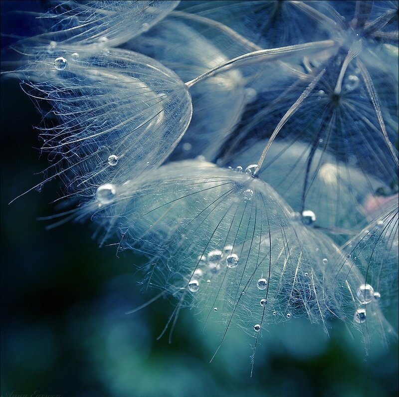 Dandelion Seeds with Dew — Blue
