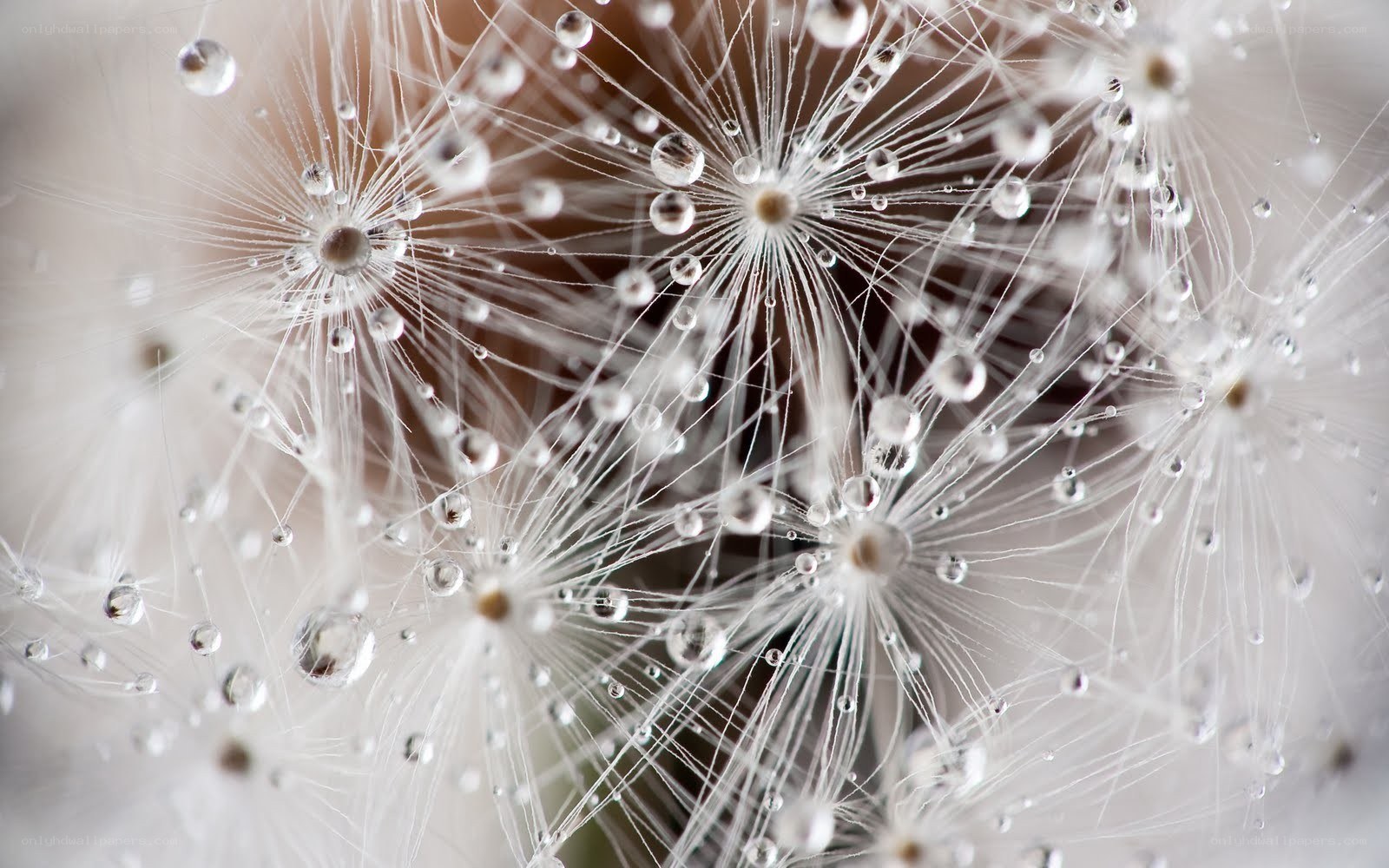 Dandelion seeds with dew drops