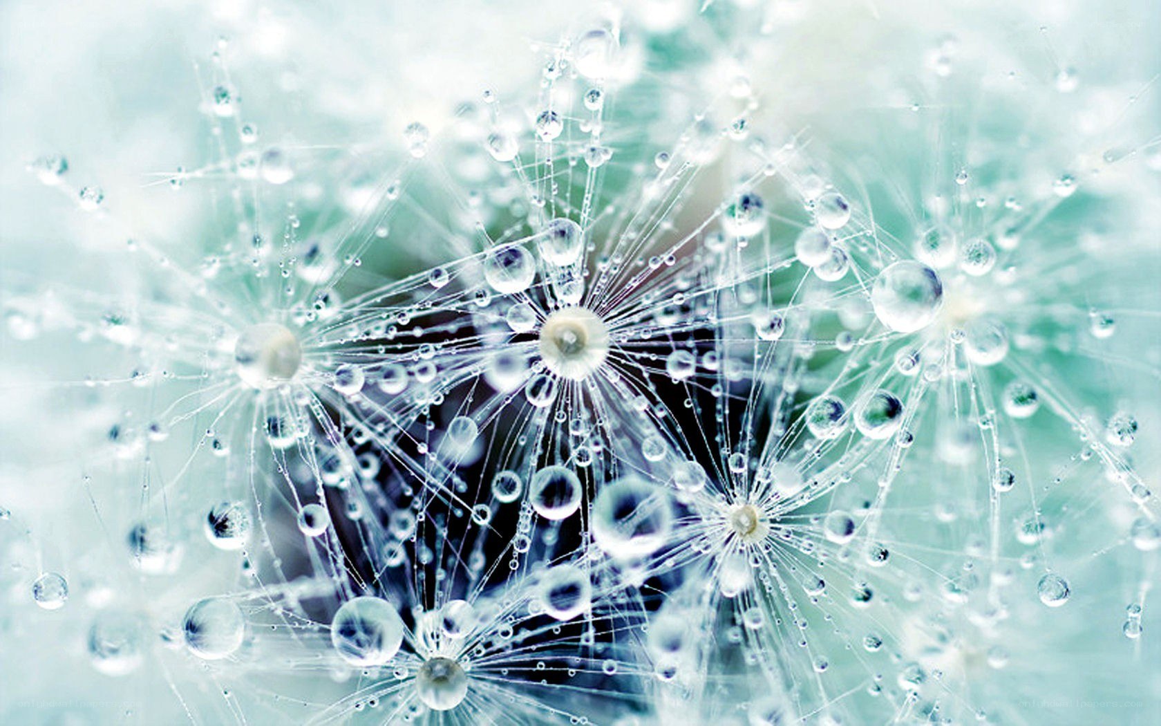 dandelion seeds with dew drops