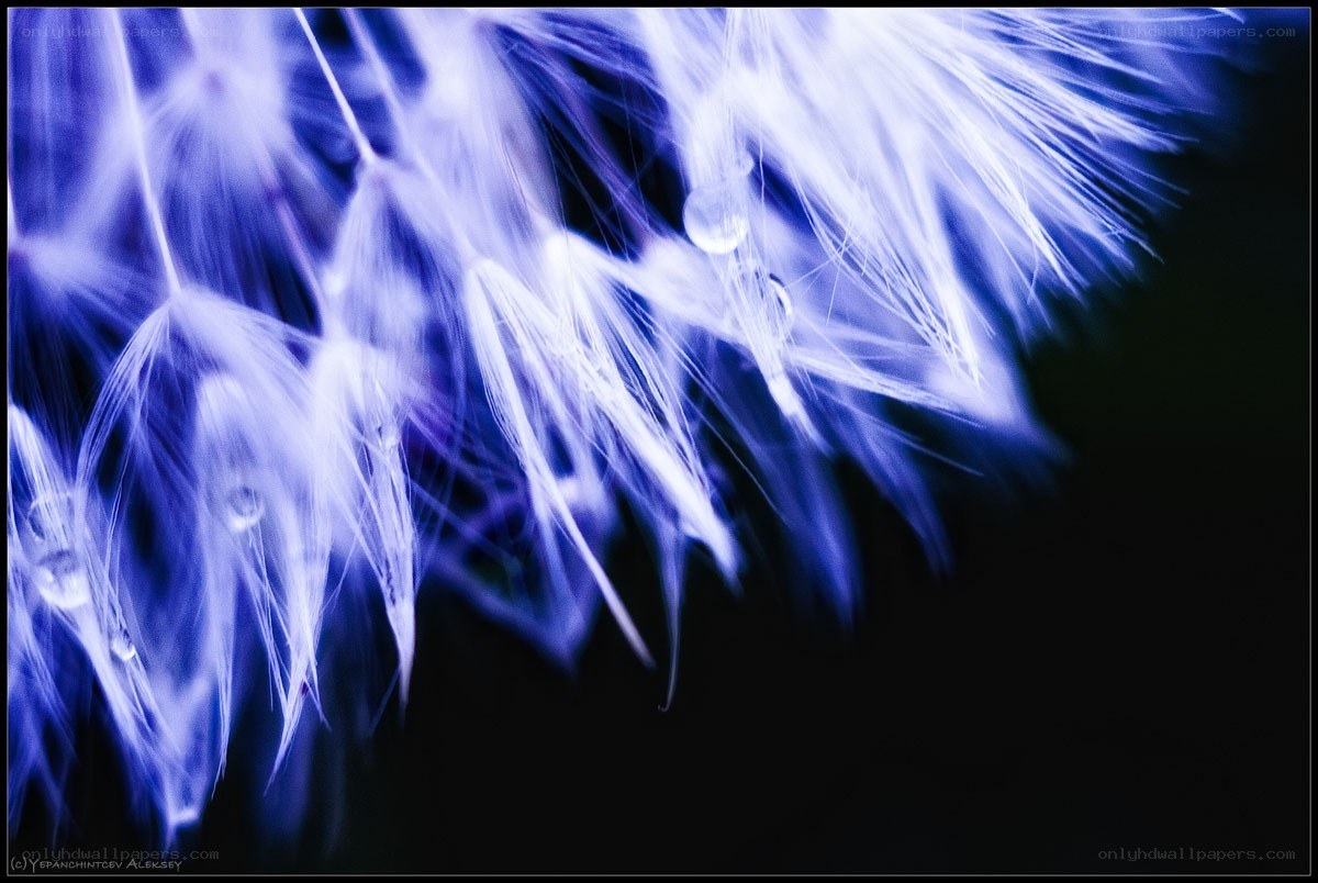 dandelion seeds with dew drops