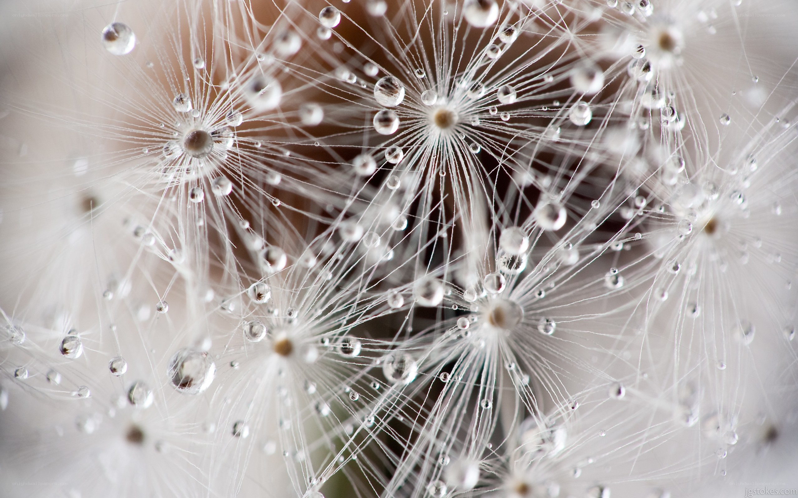 Dandelion seeds with dew drops