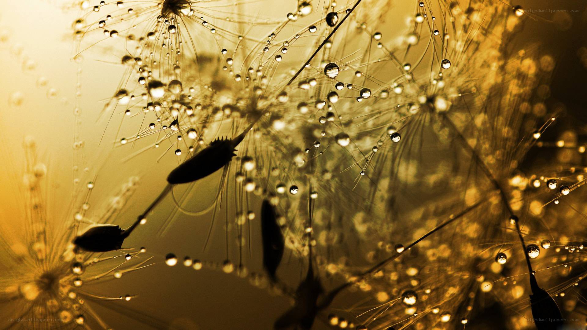 dandelion seeds with dew drops