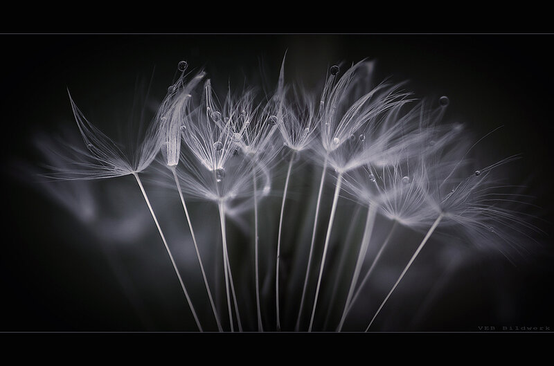 Dandelion seeds with dew drops