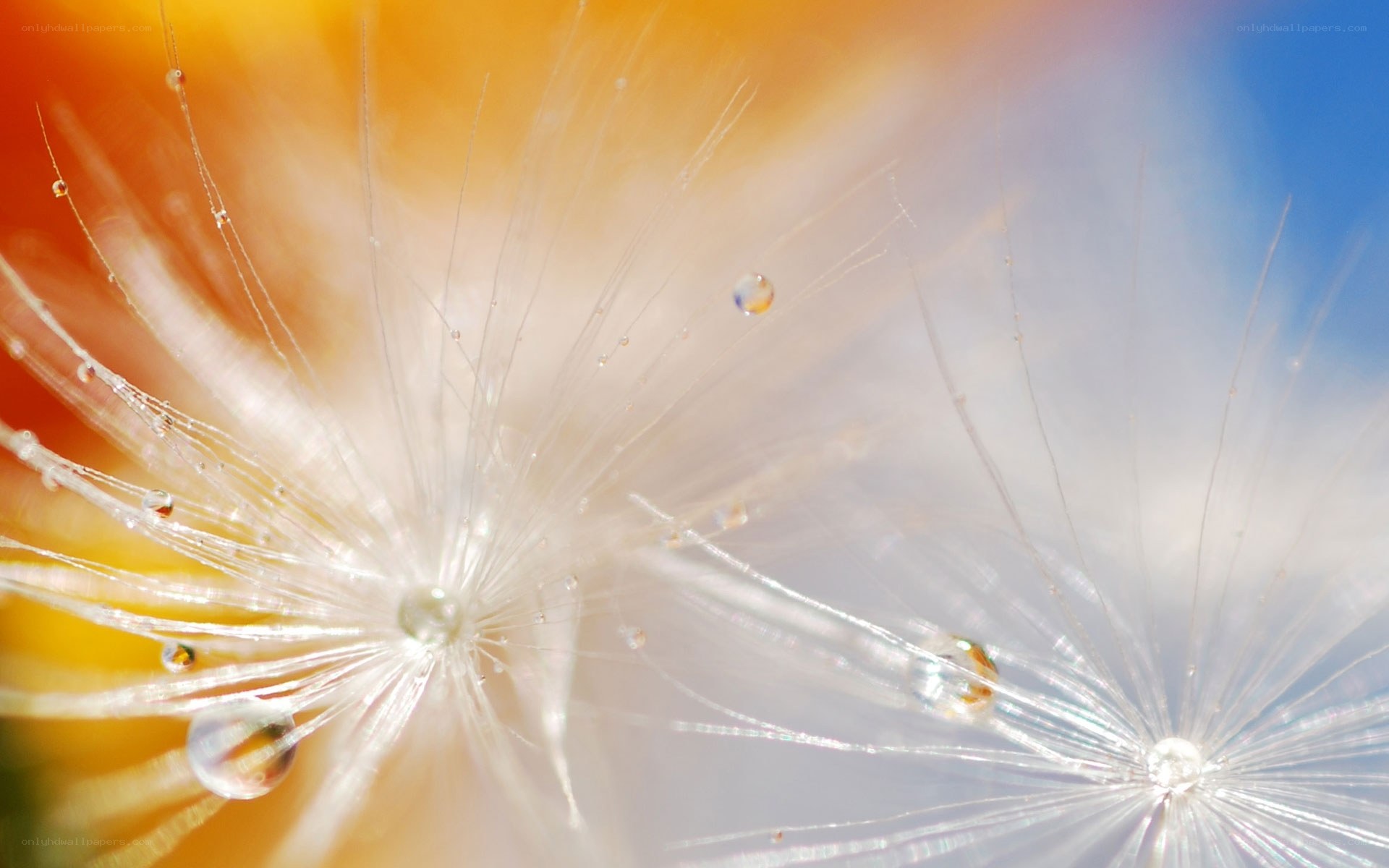 Dandelion seeds with dew drops