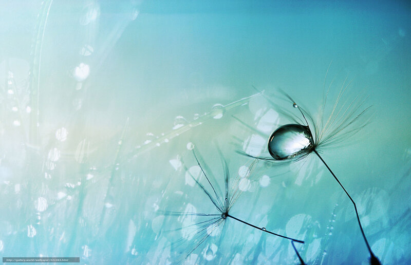 Dandelion seeds with dew drops