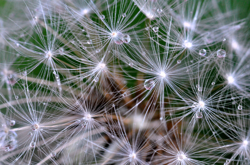 Dandelion seeds with dew drops